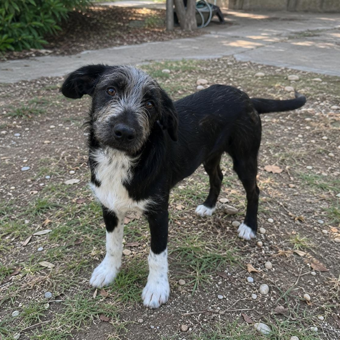 Enlarge Archie, a Adoptable mixed breed in Encinitas, CA image 6/6