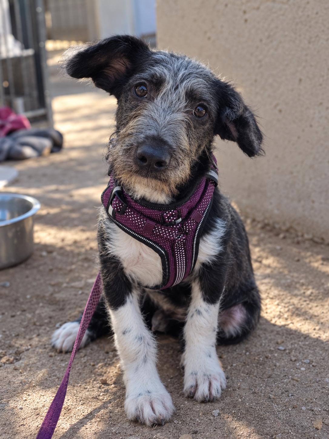 Enlarge Archie, a Adoptable mixed breed in Encinitas, CA image 3/6