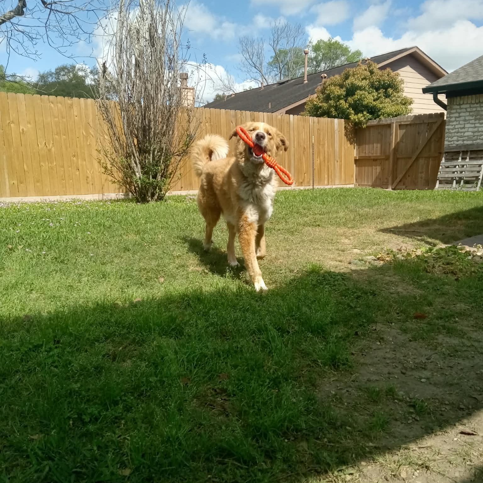 Enlarge Robyn, an adopted mixed breed in Willowbrook, IL image 5/6