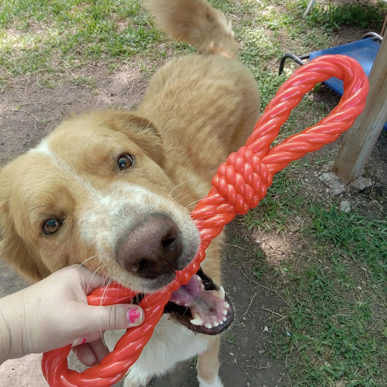 Enlarge Robyn, an adopted mixed breed in Willowbrook, IL image 4/6