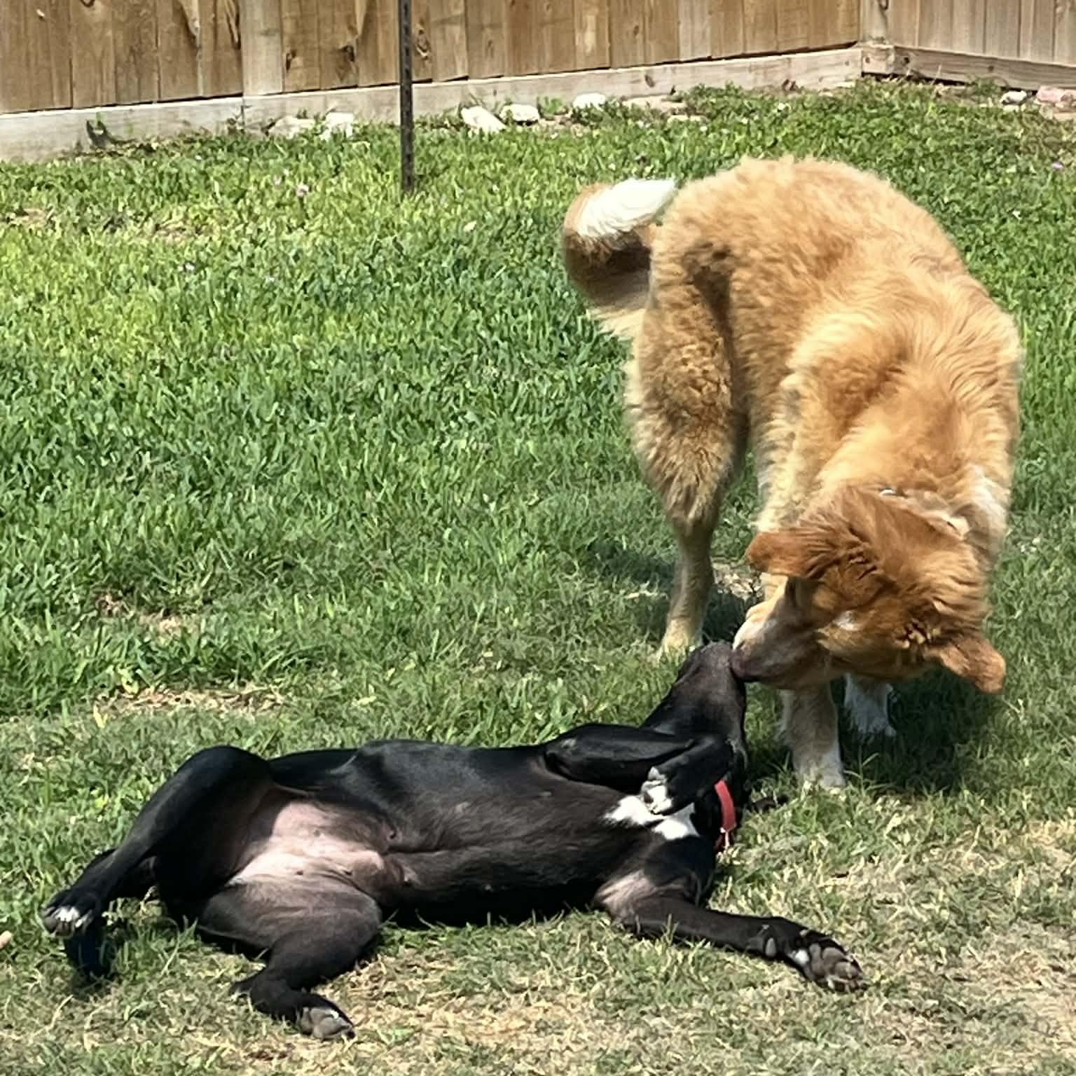 Enlarge Robyn, an adopted mixed breed in Willowbrook, IL image 3/6