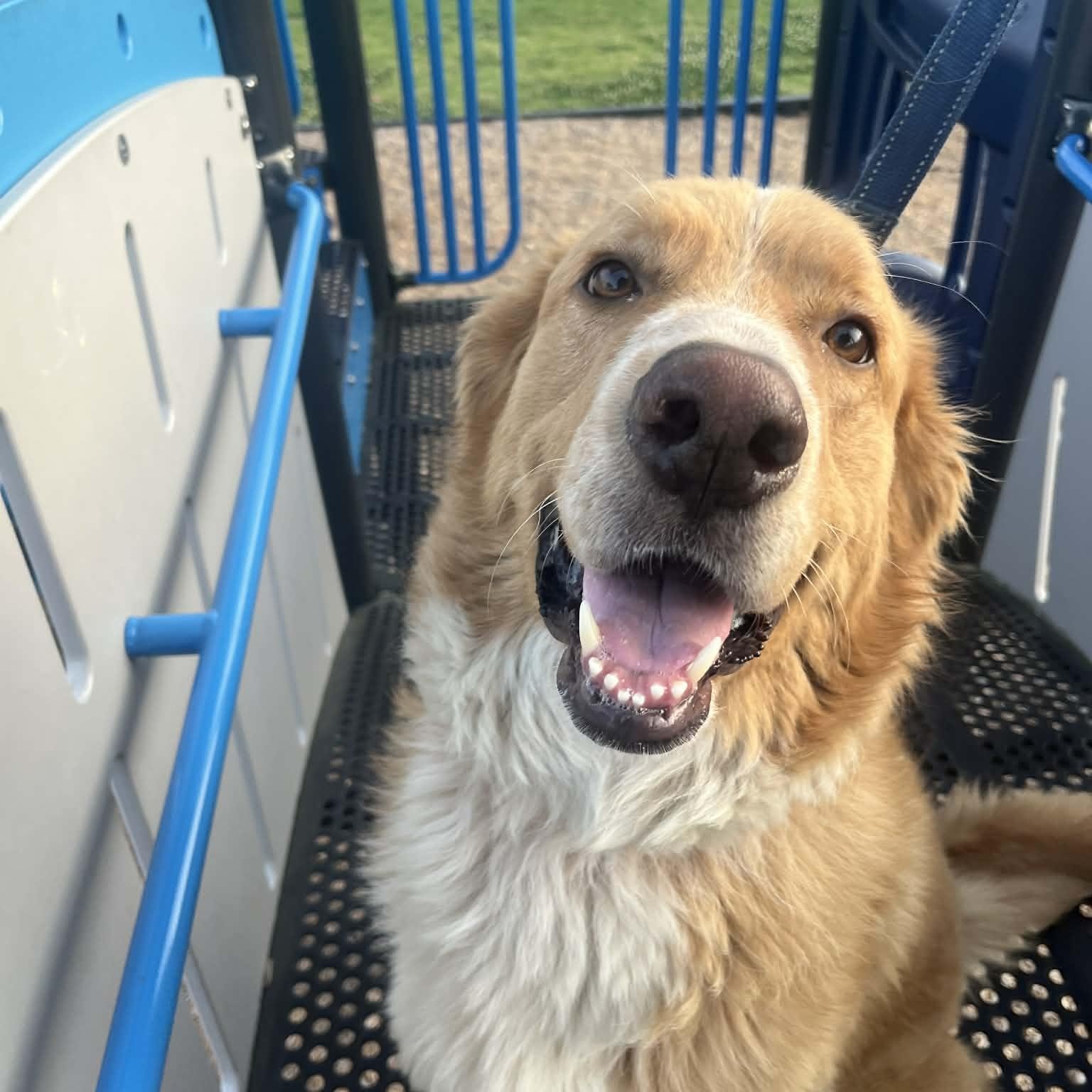 Robyn, adopted, Adult Male Golden Retriever & Great Pyrenees.