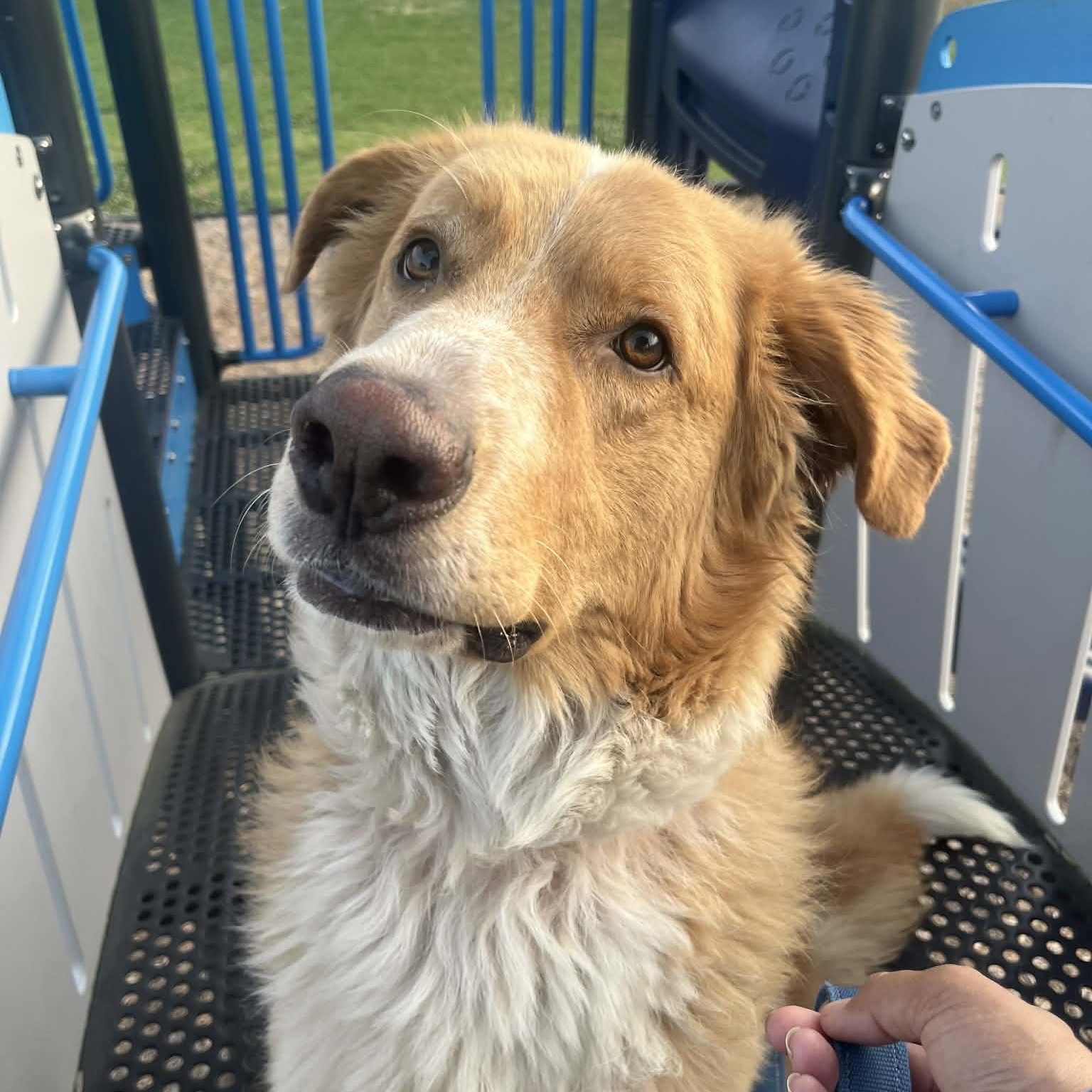 Enlarge Robyn, an adopted mixed breed in Willowbrook, IL image 2/6