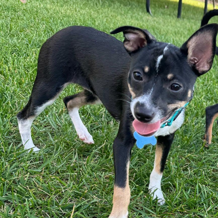 Enlarge Fuzzy, a Adoptable mixed breed in De Pere, WI image 2/2