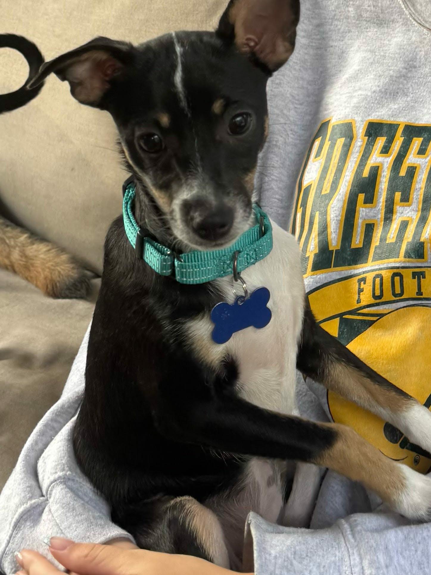 Fuzzy, Adoptable, Puppy Female Chihuahua.