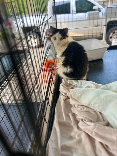 Bling, Adoptable, Adult Female Domestic Short Hair.