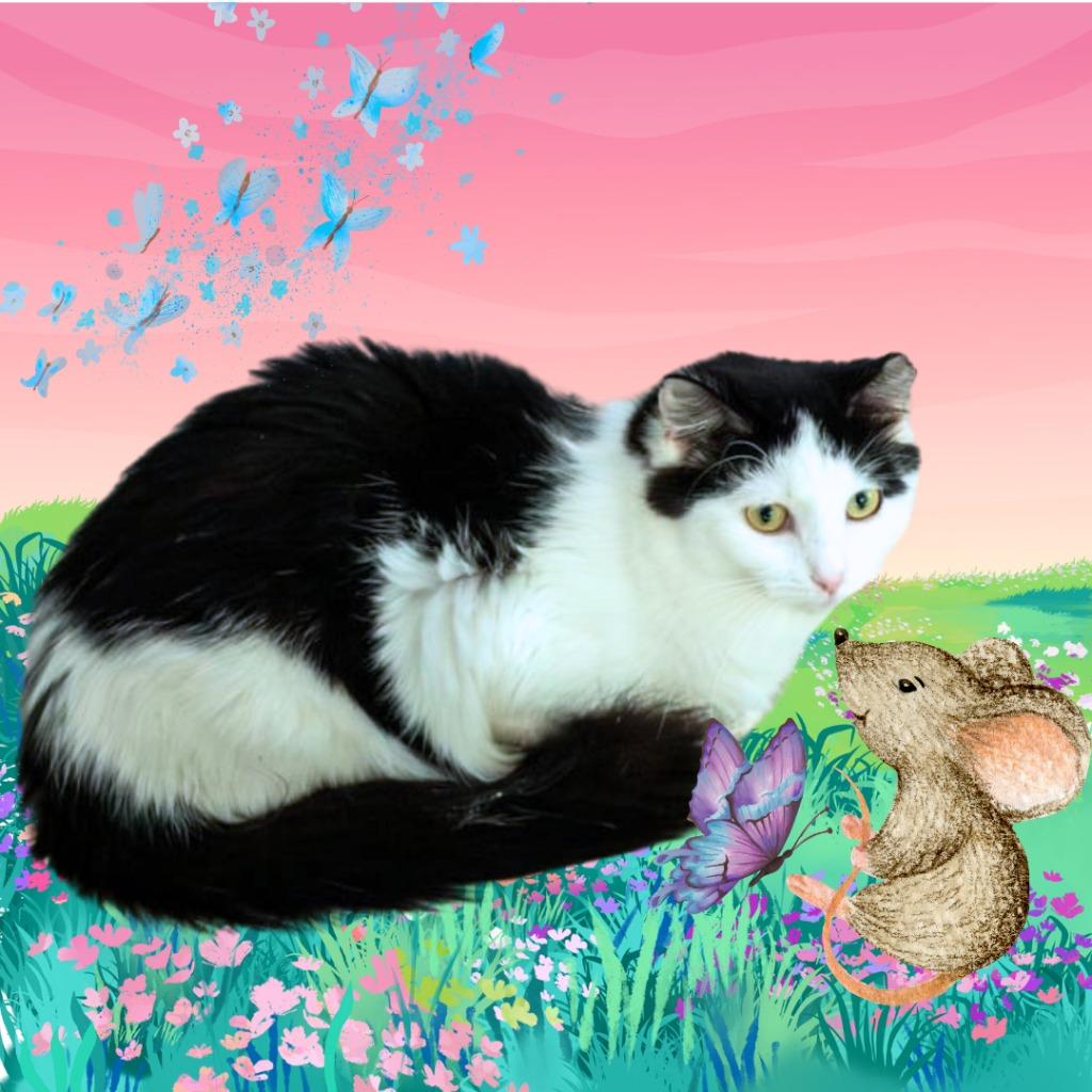 Bling, a Adoptable mixed breed in Richland Hills, TX image 1/4