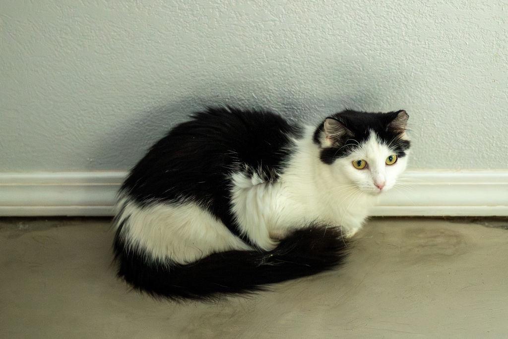 Enlarge Bling, a Adoptable mixed breed in Richland Hills, TX image 2/4