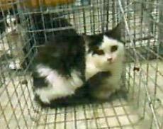 Enlarge Bling, a Adoptable mixed breed in Richland Hills, TX image 4/4