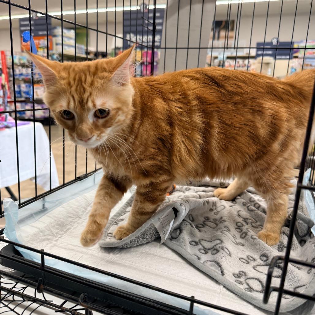 Crouton, Adopted, Kitten Male Domestic Short Hair.