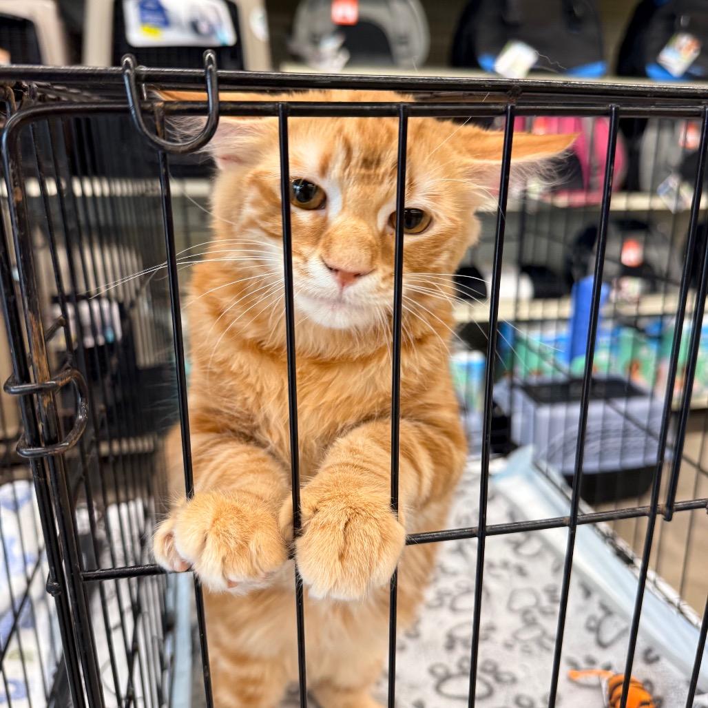Enlarge Crouton, a Adopted Domestic Short Hair in Port Neches, TX image 2/4