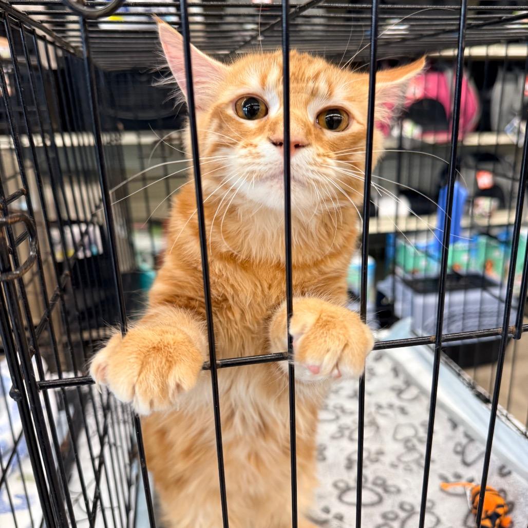 Enlarge Crouton, a Adopted Domestic Short Hair in Port Neches, TX image 3/4