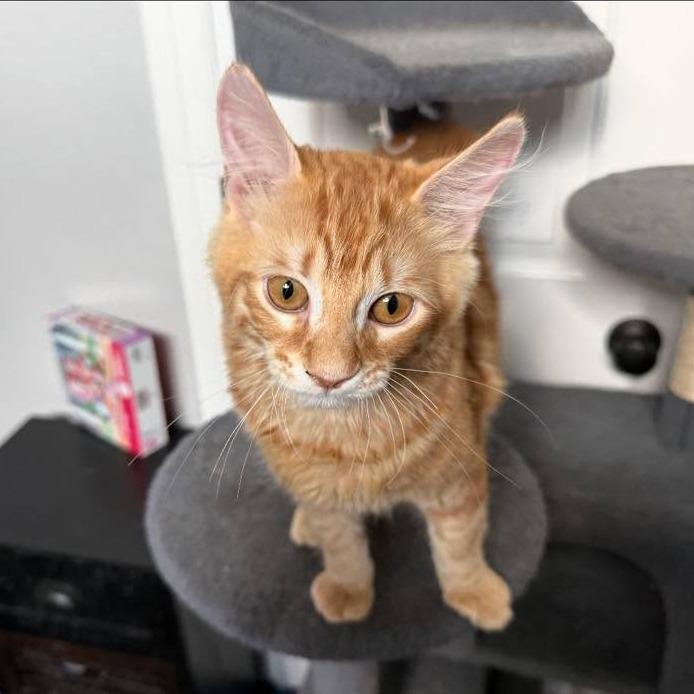 Enlarge Crouton, a Adopted Domestic Short Hair in Port Neches, TX image 4/4