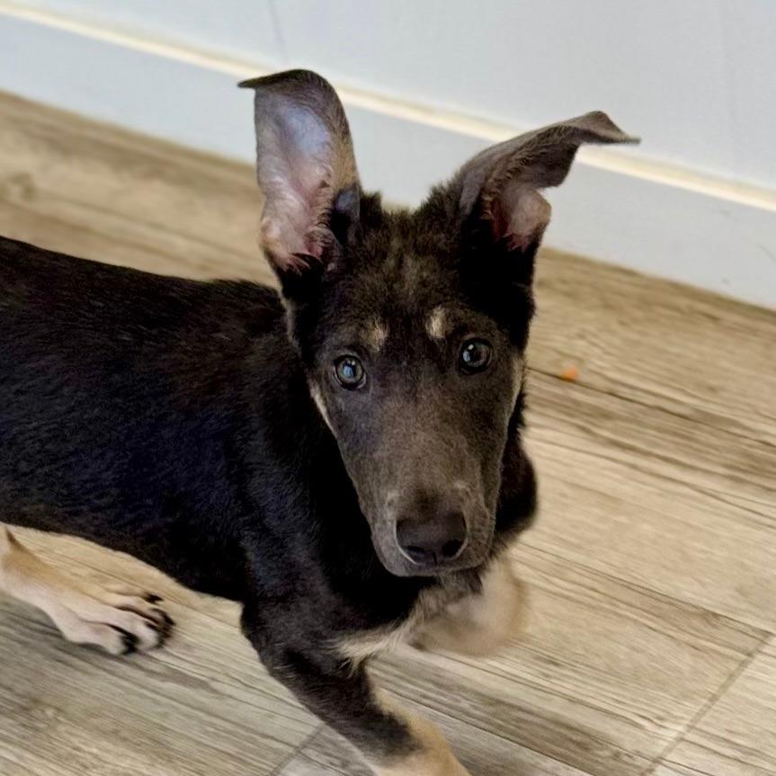 Astra, Adoptable, Young Female Australian Kelpie & Mixed Breed.