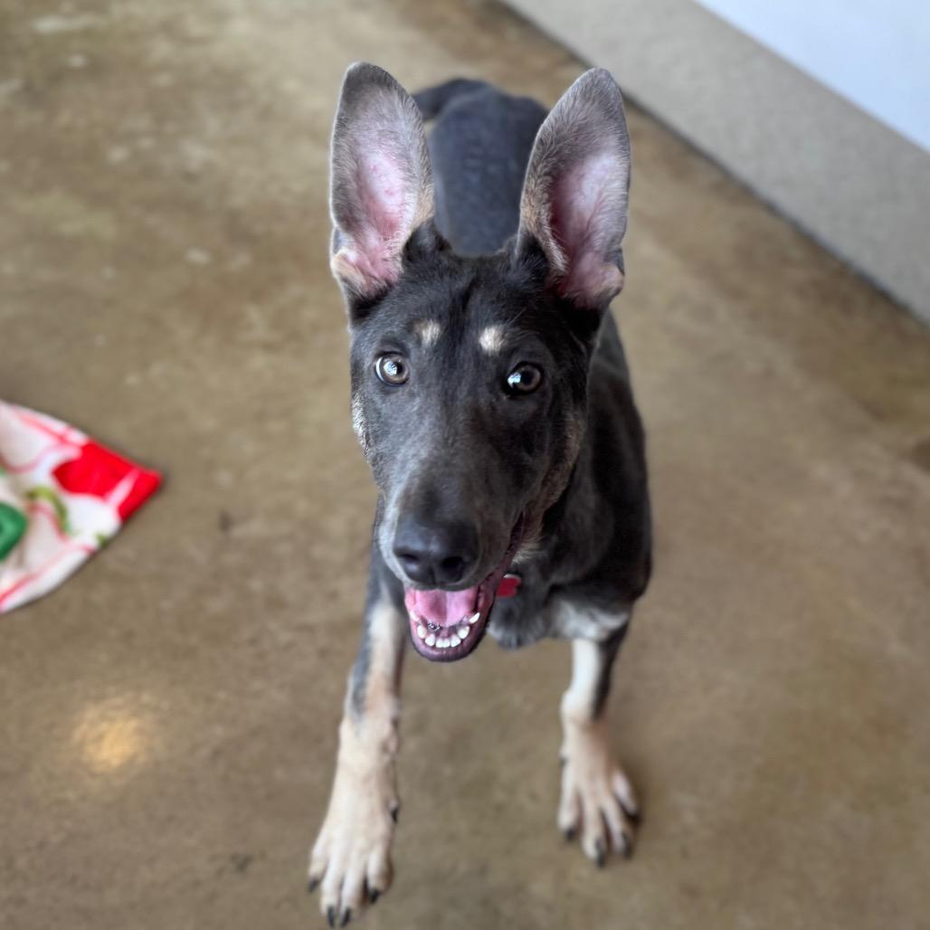 Enlarge Astra, a Adoptable mixed breed in Green Bay, WI image 5/6