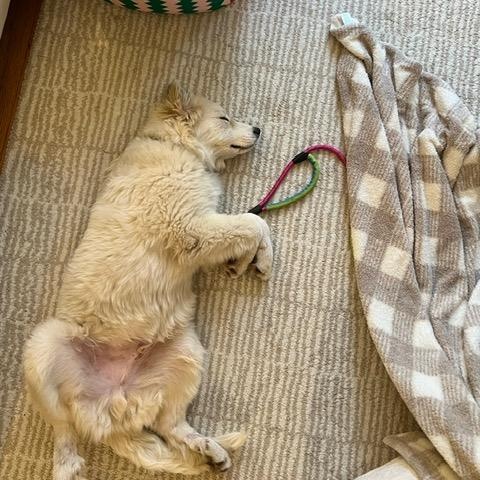 Enlarge Mickey, an adopted mixed breed in Chicago, IL image 5/6