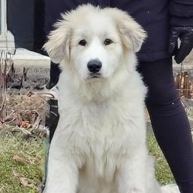 Enlarge Mickey, an adopted mixed breed in Chicago, IL image 4/6