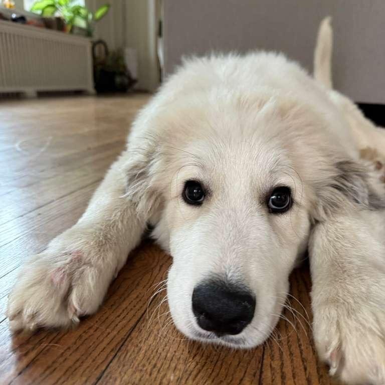 Enlarge Mickey, an adopted mixed breed in Chicago, IL image 3/6