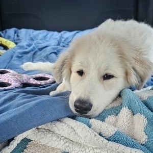 Enlarge Mickey, an adopted mixed breed in Chicago, IL image 2/6