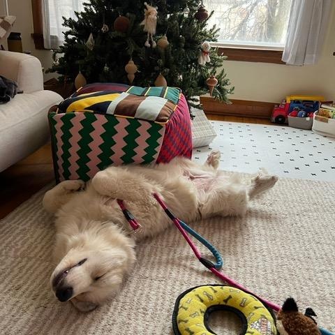 Enlarge Mickey, an adopted mixed breed in Chicago, IL image 6/6