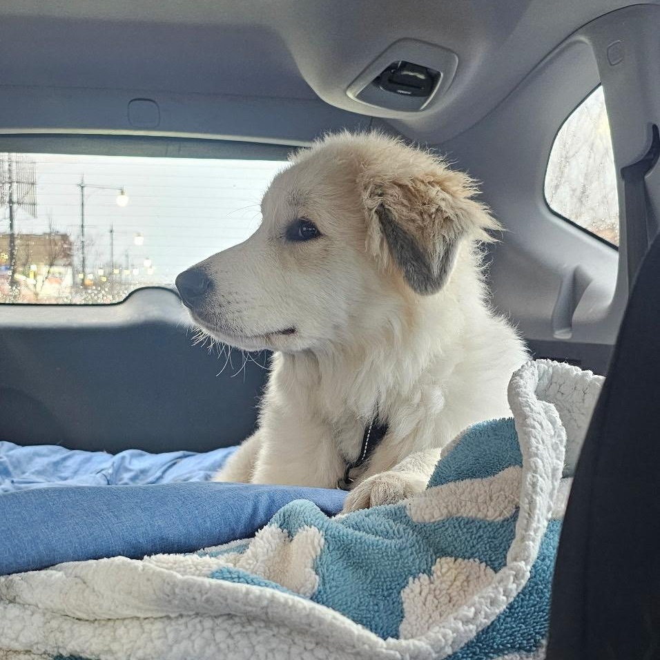 Enlarge Mickey, an adopted mixed breed in Chicago, IL image 1/6