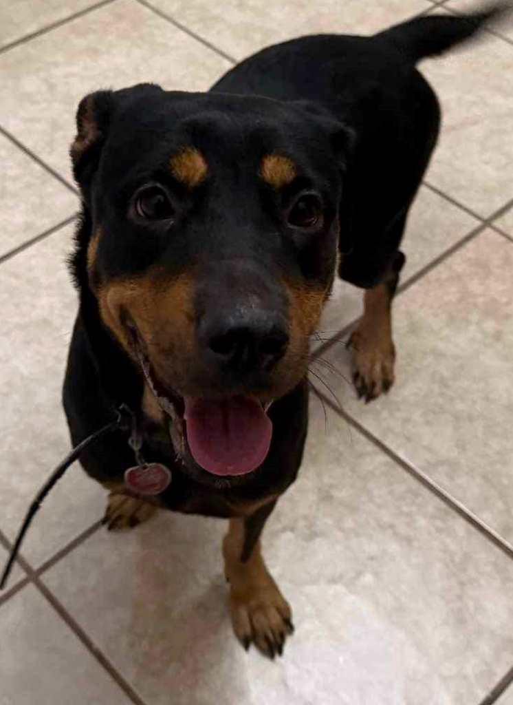 Enlarge Nala Rottweiler, a Adoptable Rottweiler in San Antonio, TX image 1/3