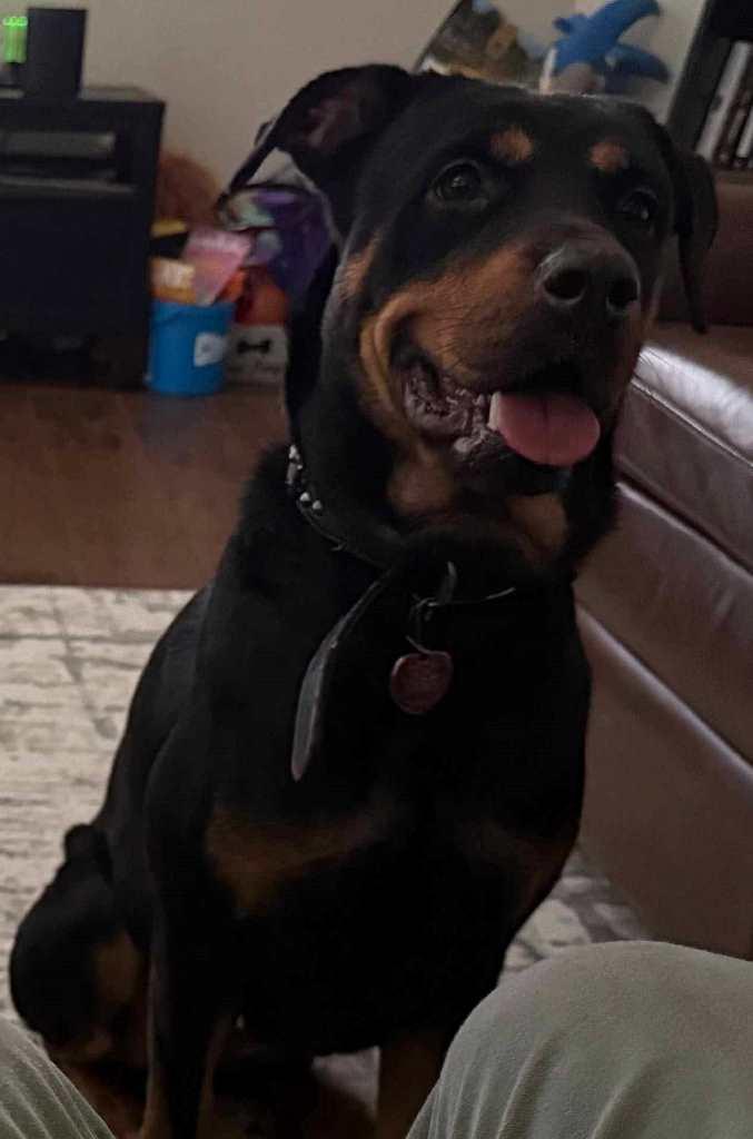 Enlarge Nala Rottweiler, a Adoptable Rottweiler in San Antonio, TX image 2/3