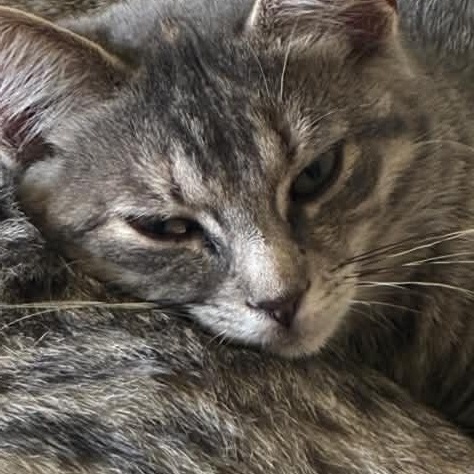 Enlarge Friendly, a Adopted Domestic Short Hair in Wakefield, QC image 4/4