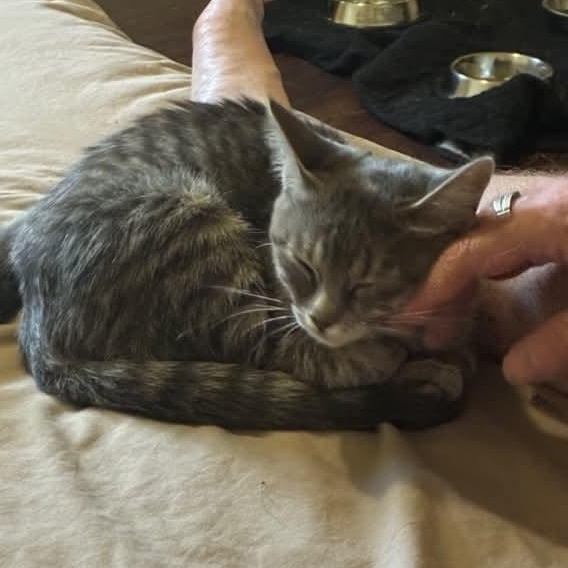 Enlarge Friendly, a Adopted Domestic Short Hair in Wakefield, QC image 3/4