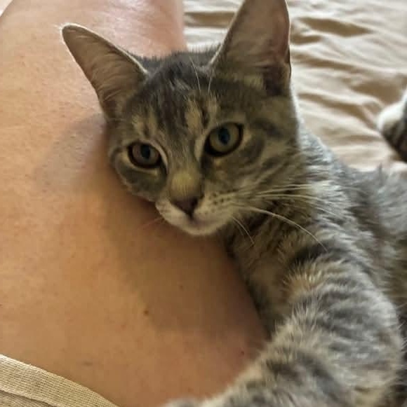 Friendly, Adopted, Kitten Female Domestic Short Hair.