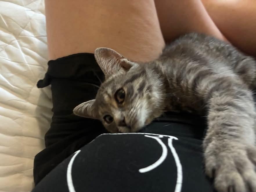 Enlarge Friendly, a Adopted Domestic Short Hair in Wakefield, QC image 2/4