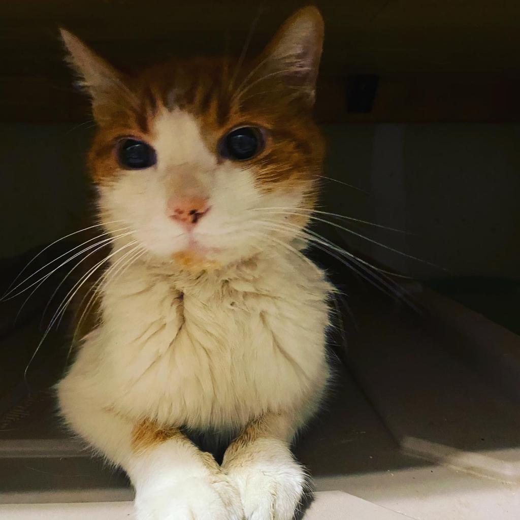 Antonio Banderas - SPECIAL NEEDS - DIABETIC, Adoptable, Senior Male Domestic Short Hair.