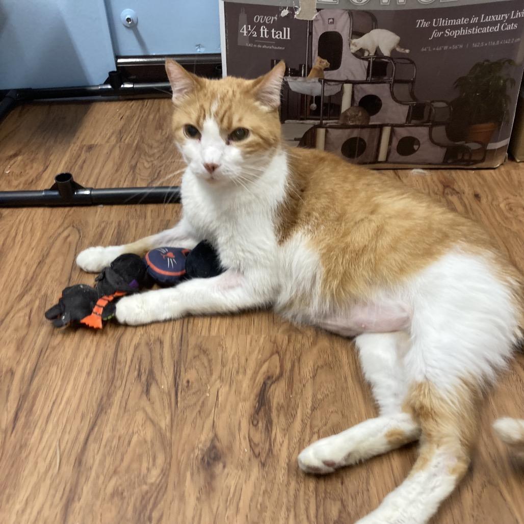 Antonio Banderas - SPECIAL NEEDS - DIABETIC, a Adoptable Domestic Short Hair in Union, MO image 2/4