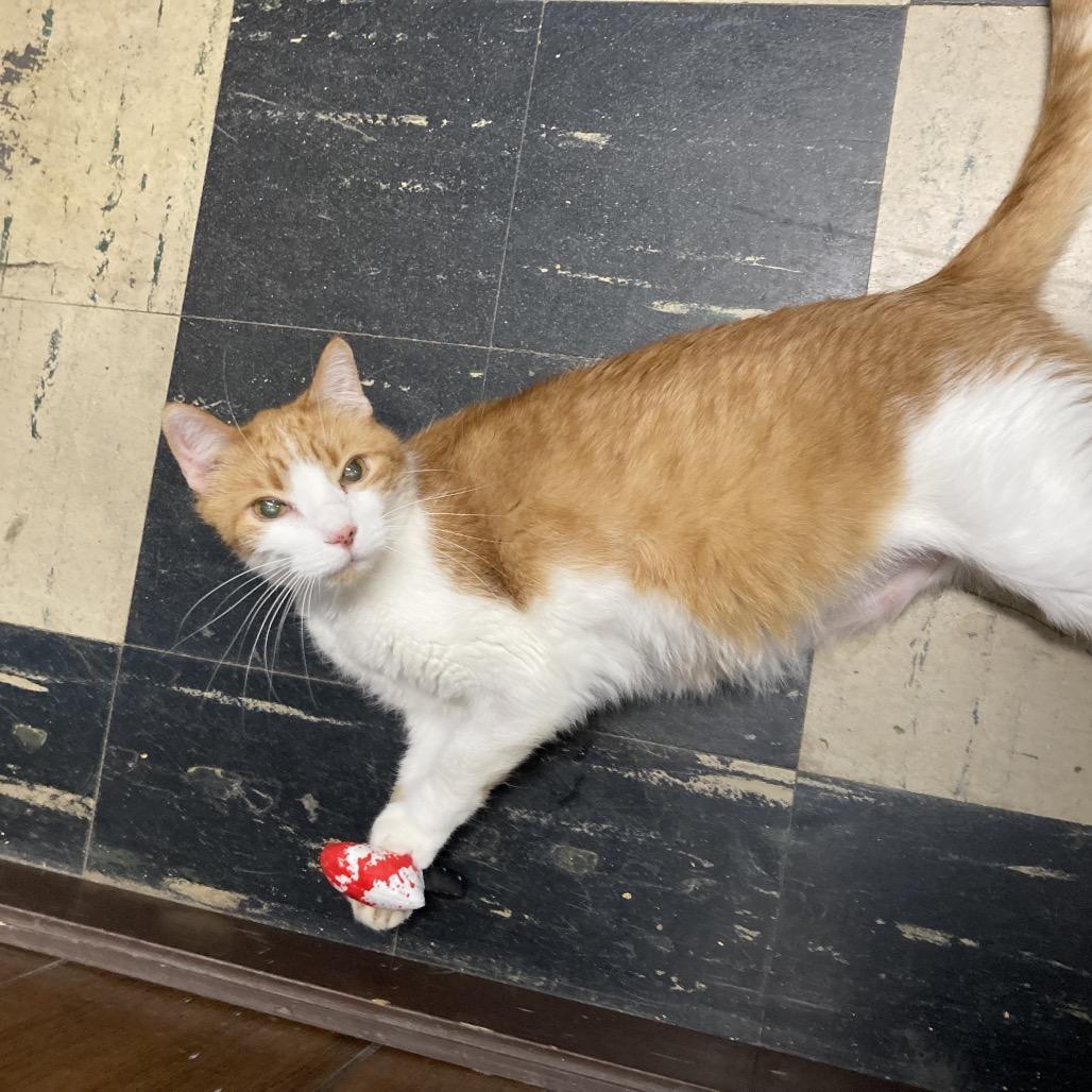 Antonio Banderas - SPECIAL NEEDS - DIABETIC, a Adoptable Domestic Short Hair in Union, MO image 3/4