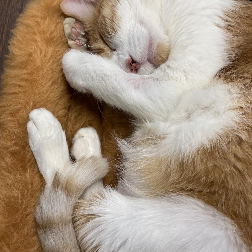 Antonio Banderas - SPECIAL NEEDS - DIABETIC, a Adoptable Domestic Short Hair in Union, MO image 4/4