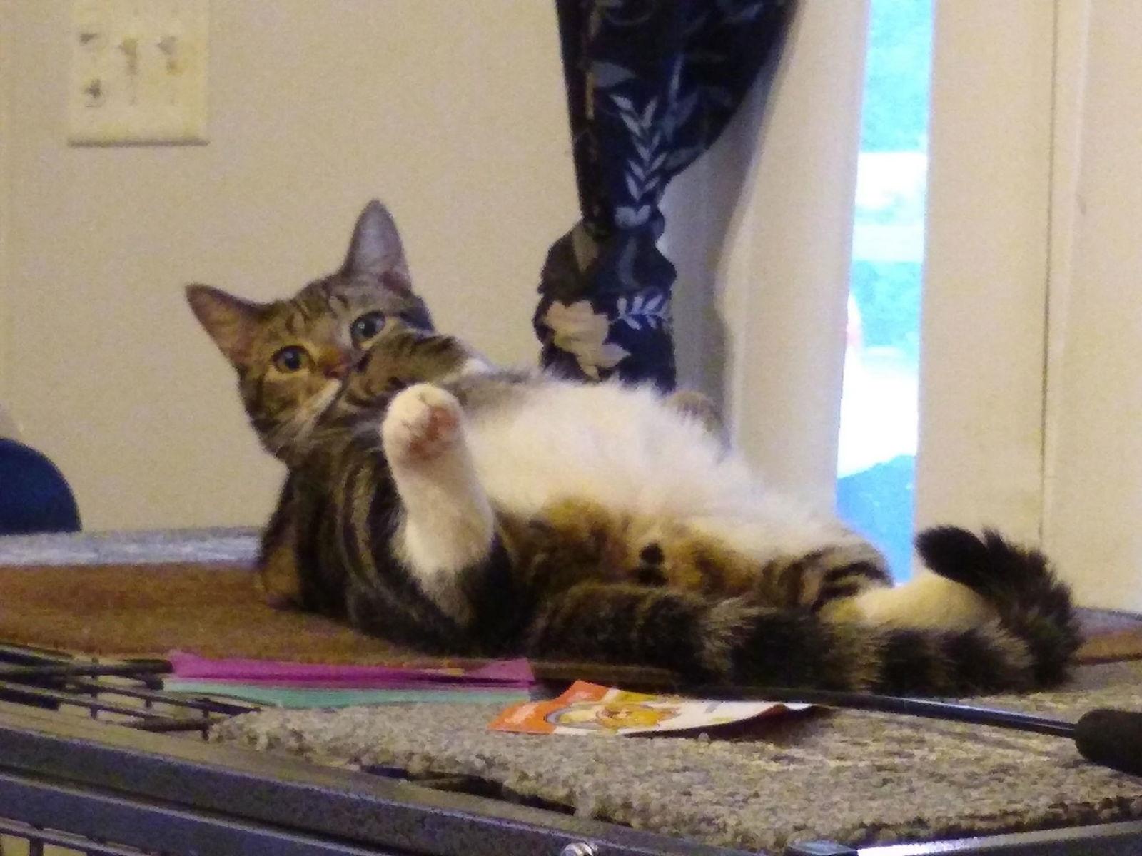 Enlarge Aspen, a Adoptable Domestic Short Hair in Camden, SC image 2/3