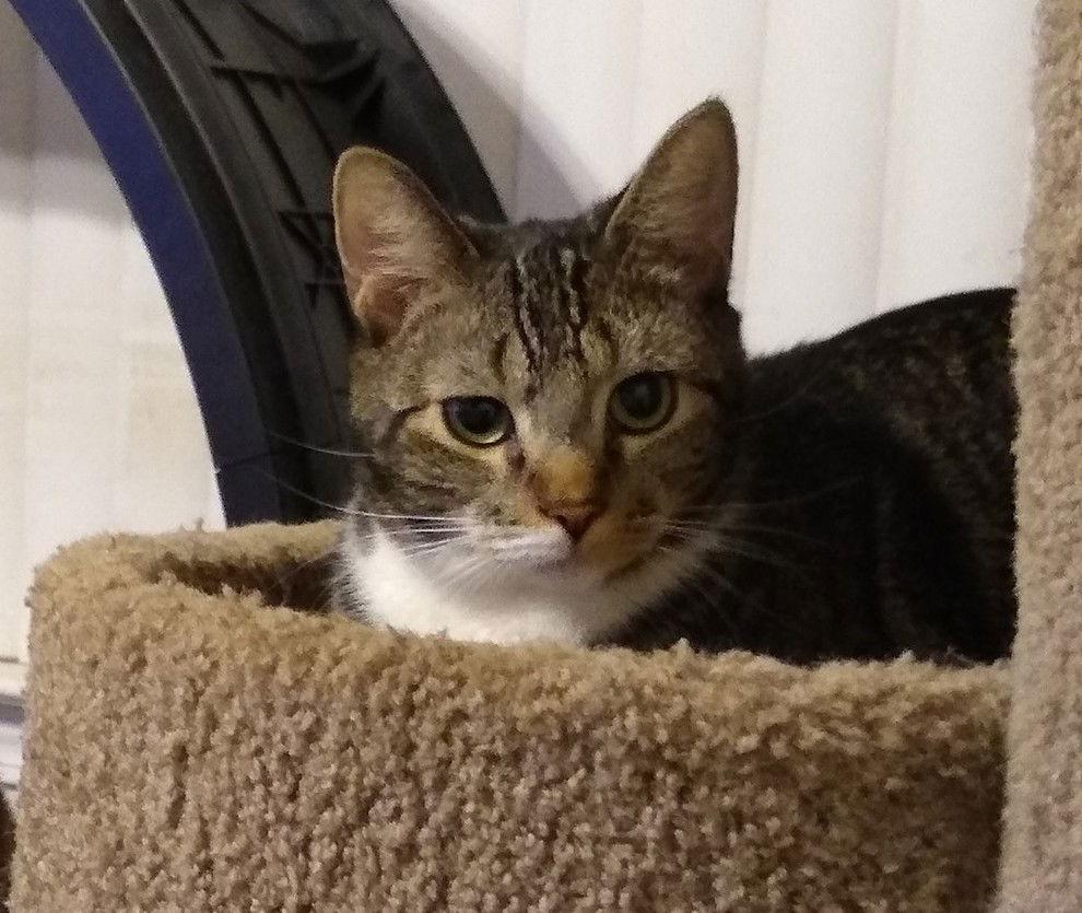 Enlarge Aspen, a Adoptable Domestic Short Hair in Camden, SC image 3/3