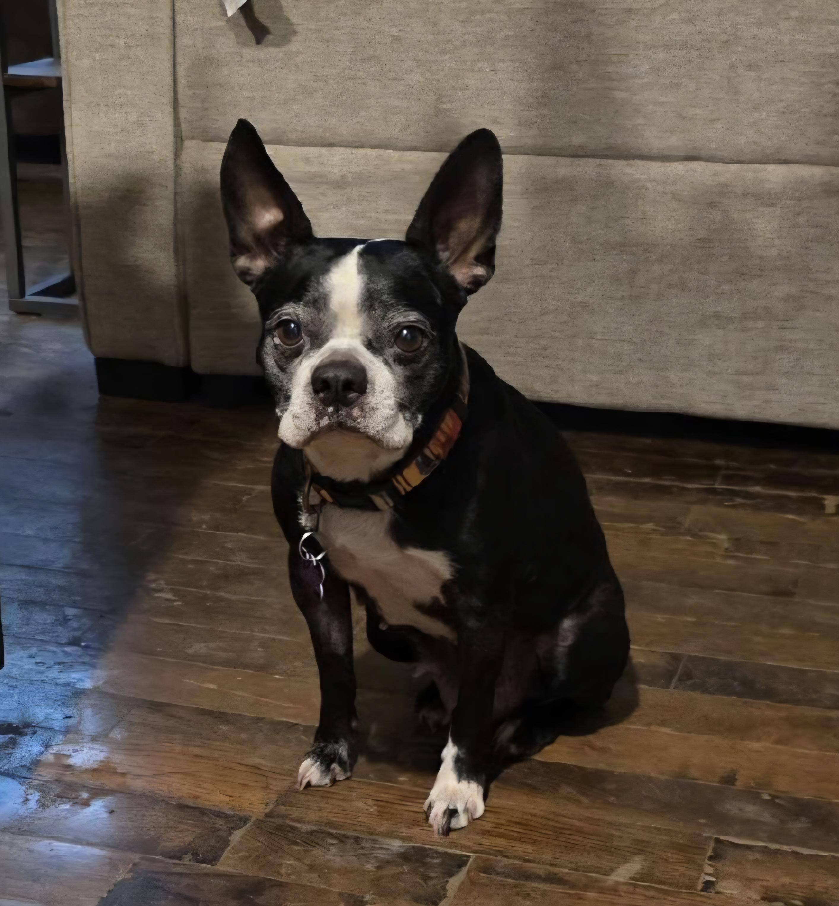 Enlarge Sadie in MO, an adoptable Boston Terrier in Kansas City, MO image 5/6