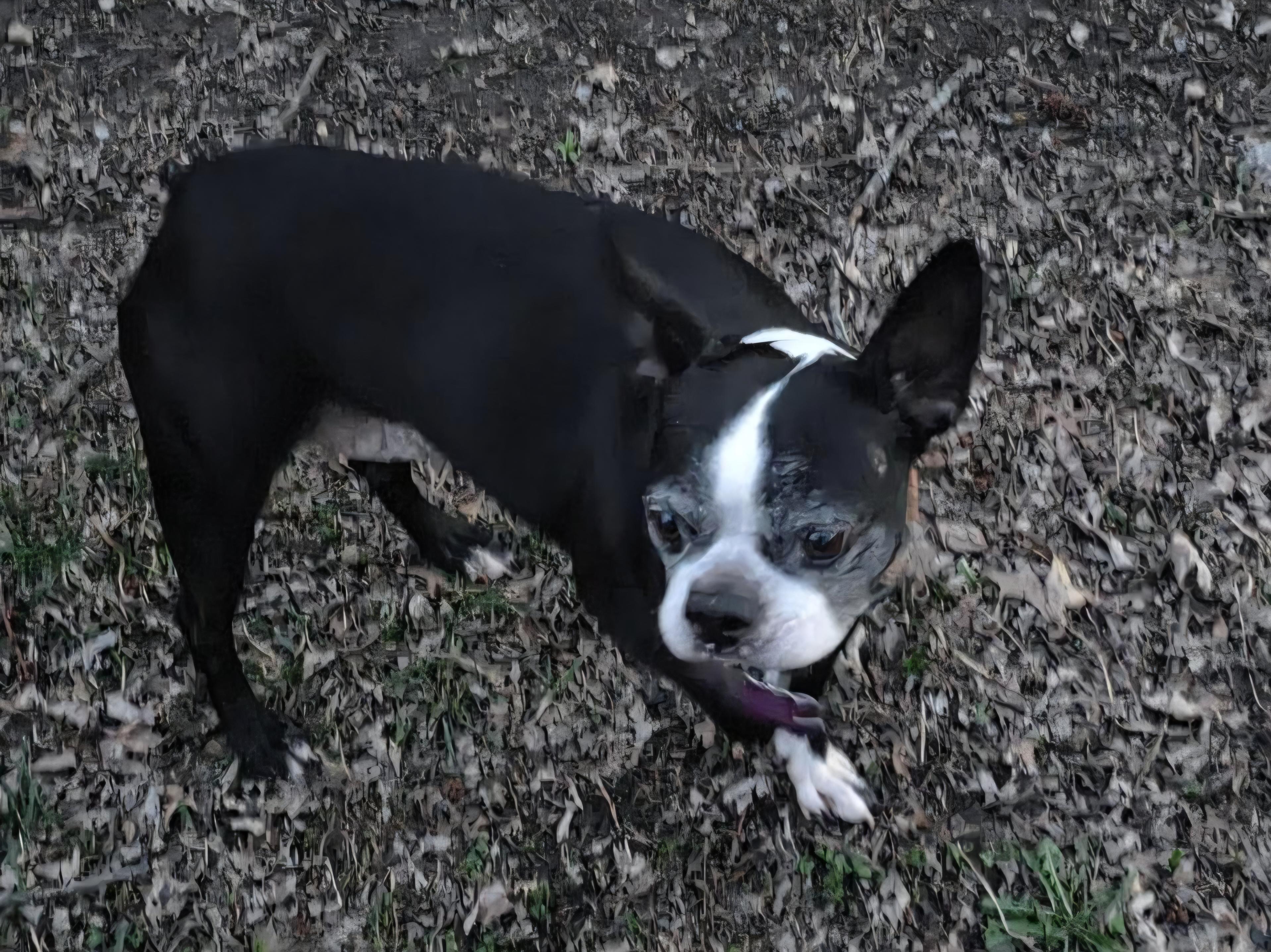 Enlarge Sadie in MO, an adoptable Boston Terrier in Kansas City, MO image 6/6