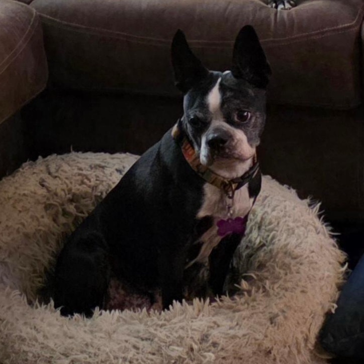Enlarge Sidney - pending, a ADOPTABLE Boston Terrier in Kansas City, MO image 2/4