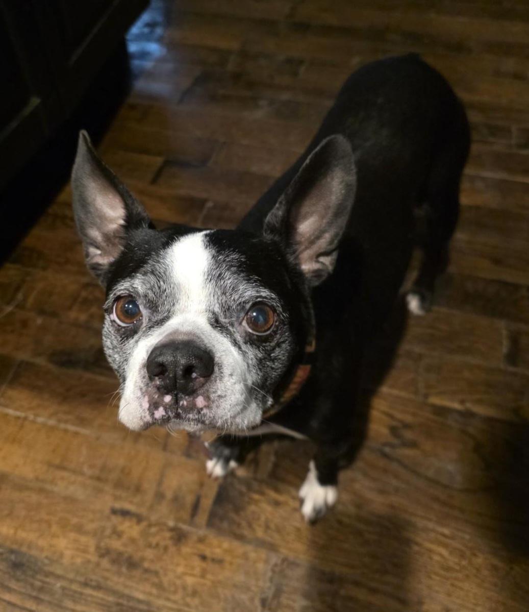 Sadie in MO, adoptable, Adult Female Boston Terrier.