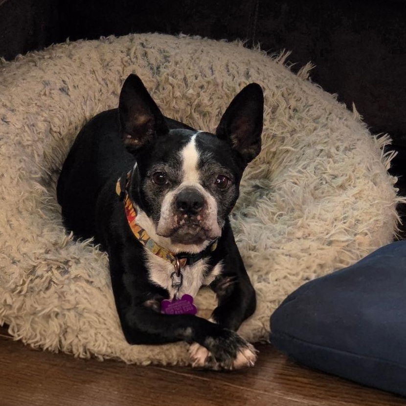 Enlarge Sidney - pending, a ADOPTABLE Boston Terrier in Kansas City, MO image 1/4