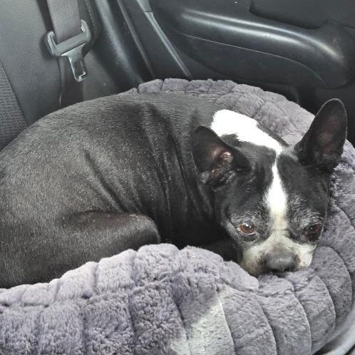 Enlarge Sidney - pending, a ADOPTABLE Boston Terrier in Kansas City, MO image 4/4