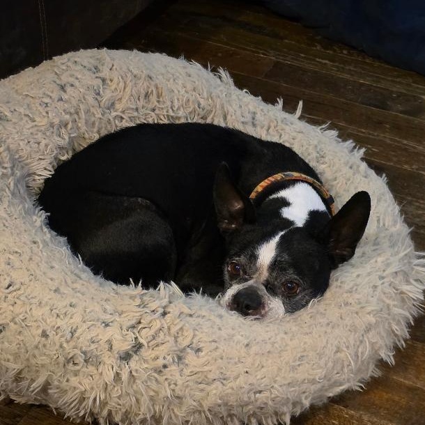 Enlarge Sidney - pending, a ADOPTABLE Boston Terrier in Kansas City, MO image 3/4