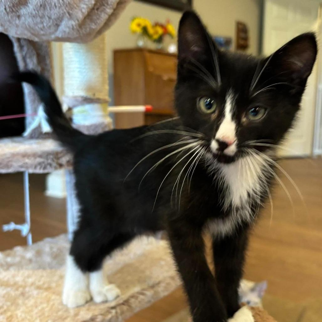 Enlarge Tango 2330, a Adoptable Domestic Short Hair in Kansas City, MO image 2/3