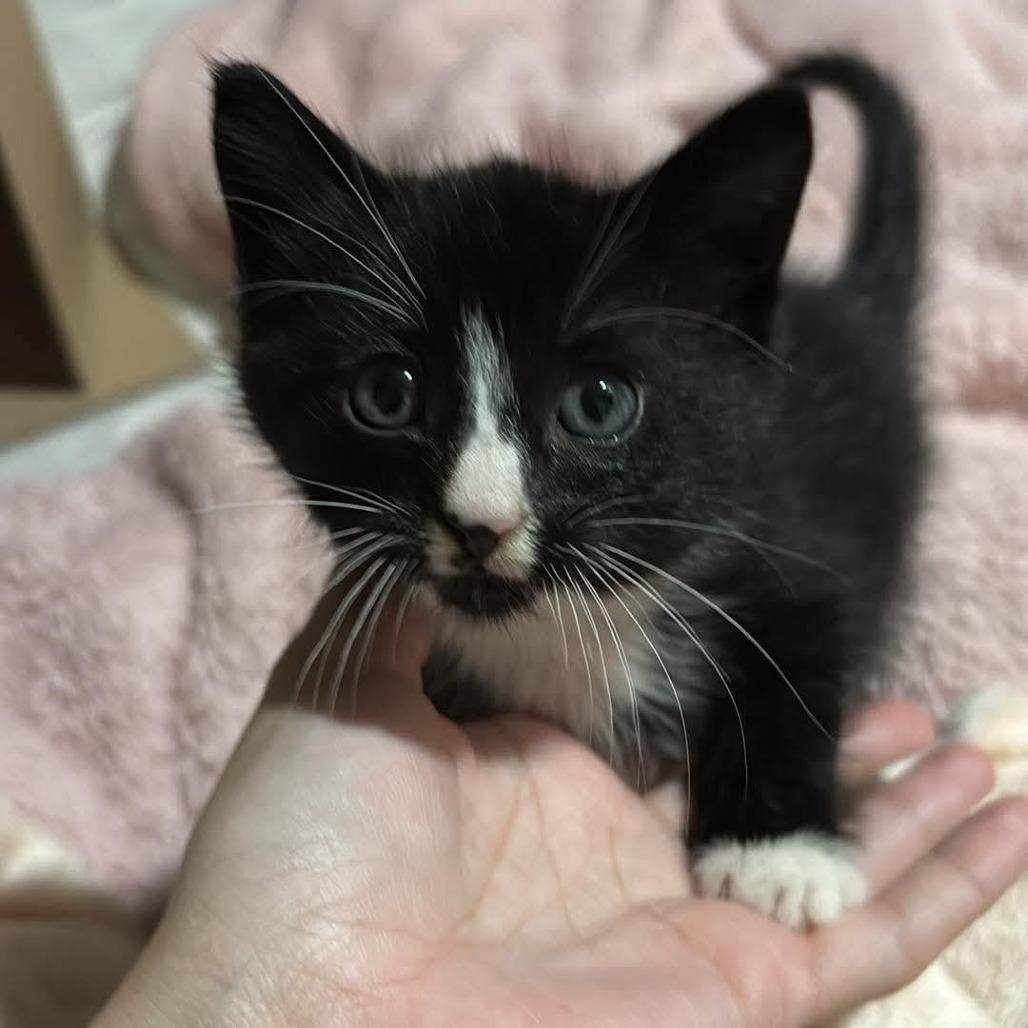 Enlarge Tango 2330, a Adoptable Domestic Short Hair in Kansas City, MO image 3/3