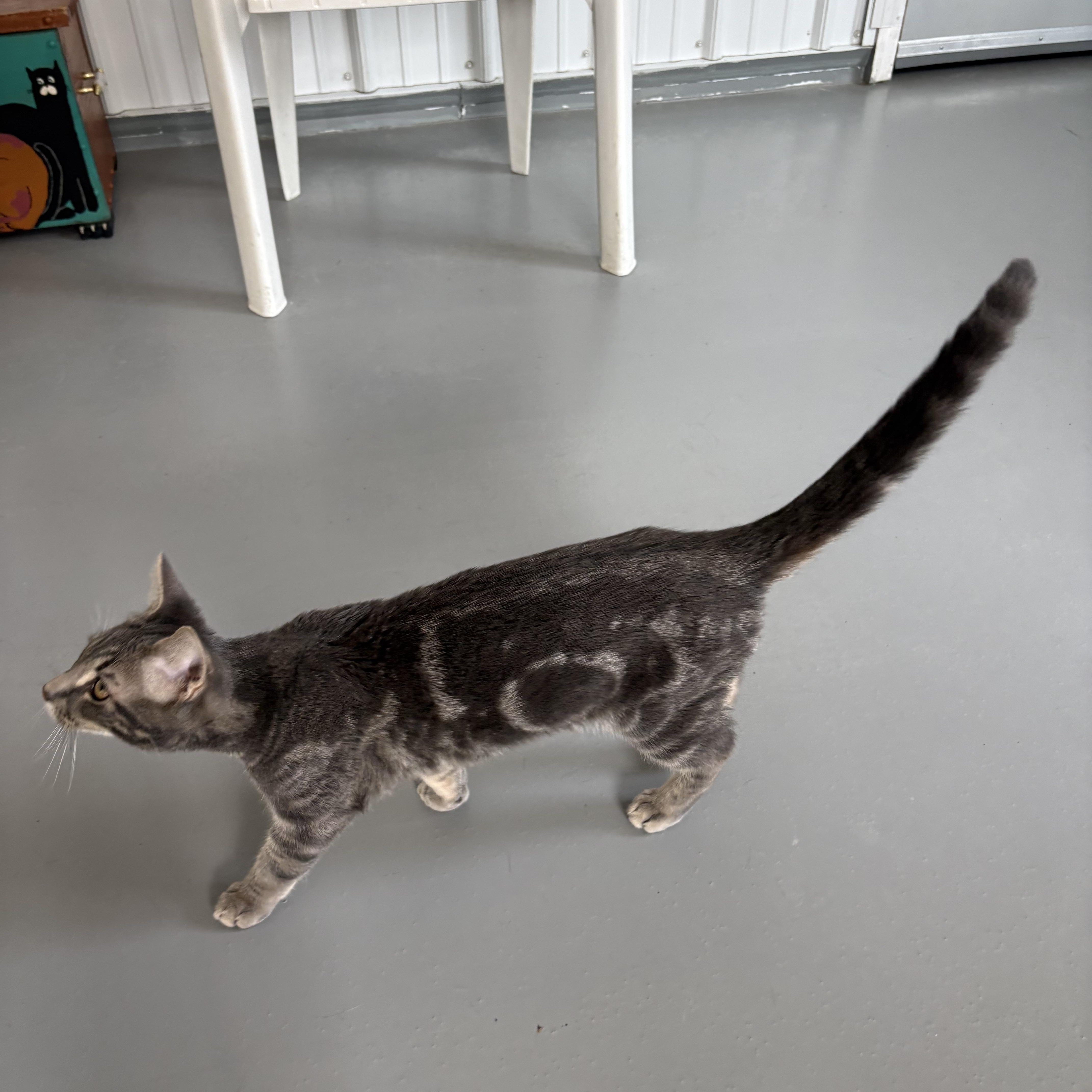 Enlarge Oaki , a ADOPTABLE American Shorthair in Big Rapids, MI image 2/4