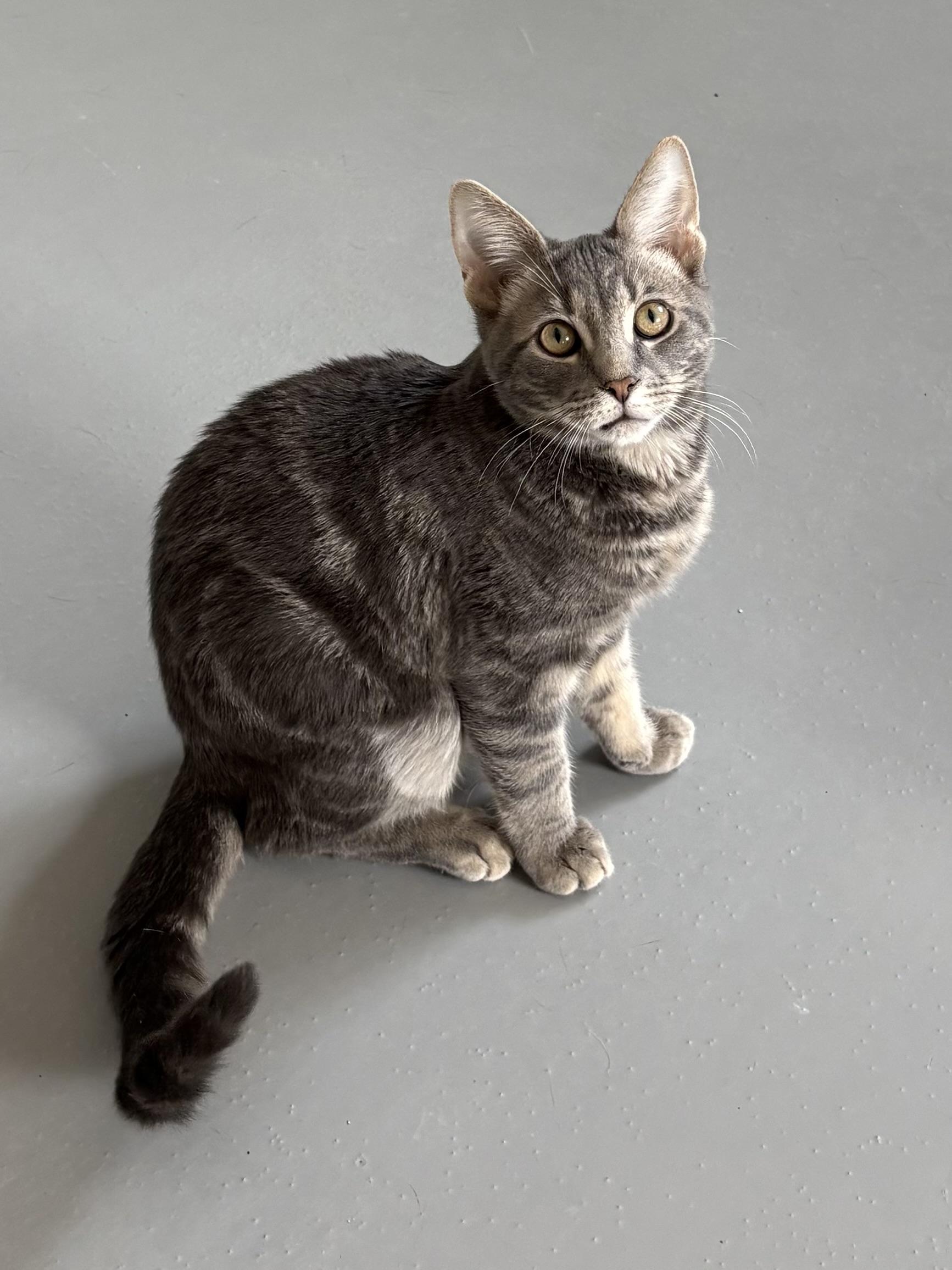 Enlarge Oaki , a ADOPTABLE American Shorthair in Big Rapids, MI image 4/4
