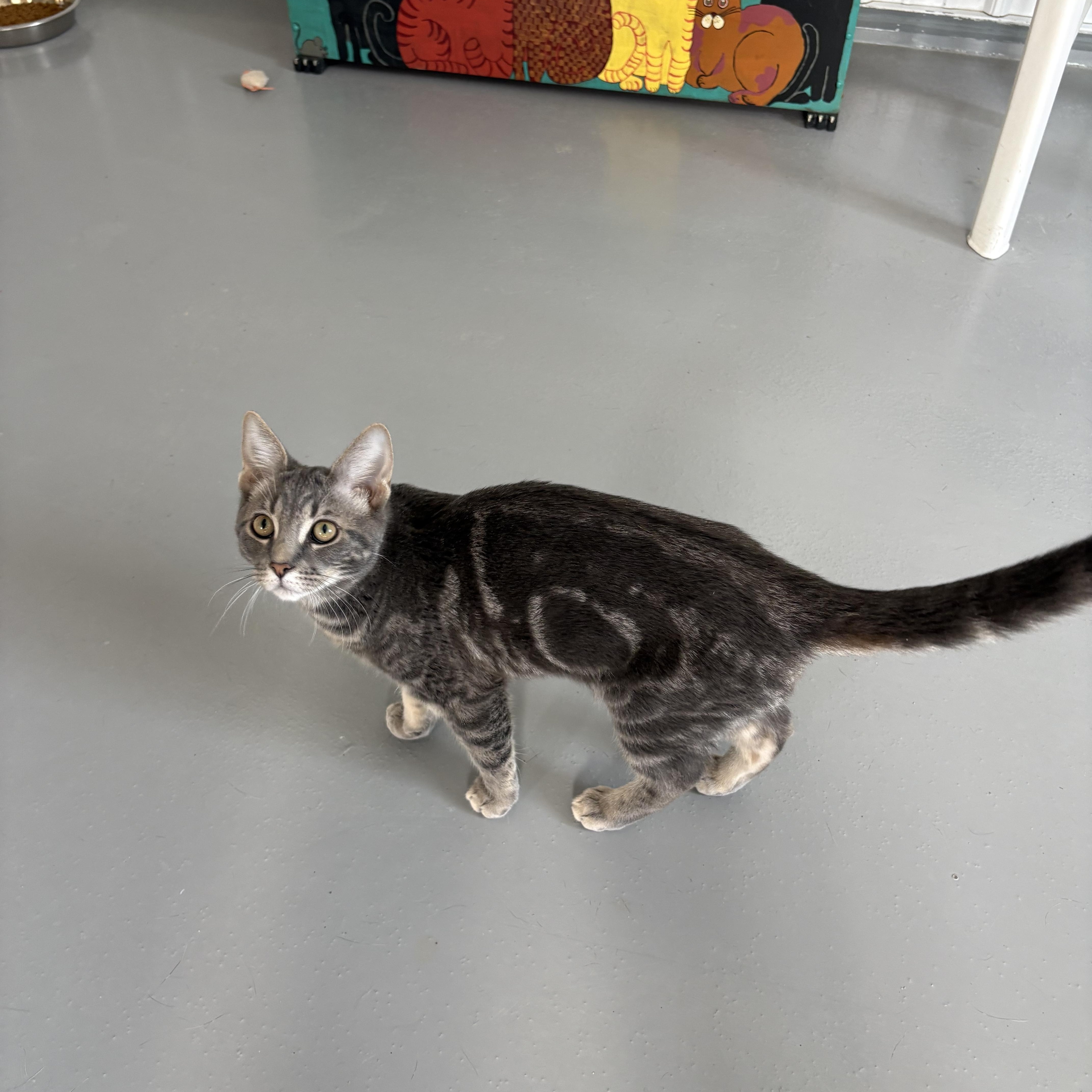 Enlarge Oaki , a ADOPTABLE American Shorthair in Big Rapids, MI image 1/4