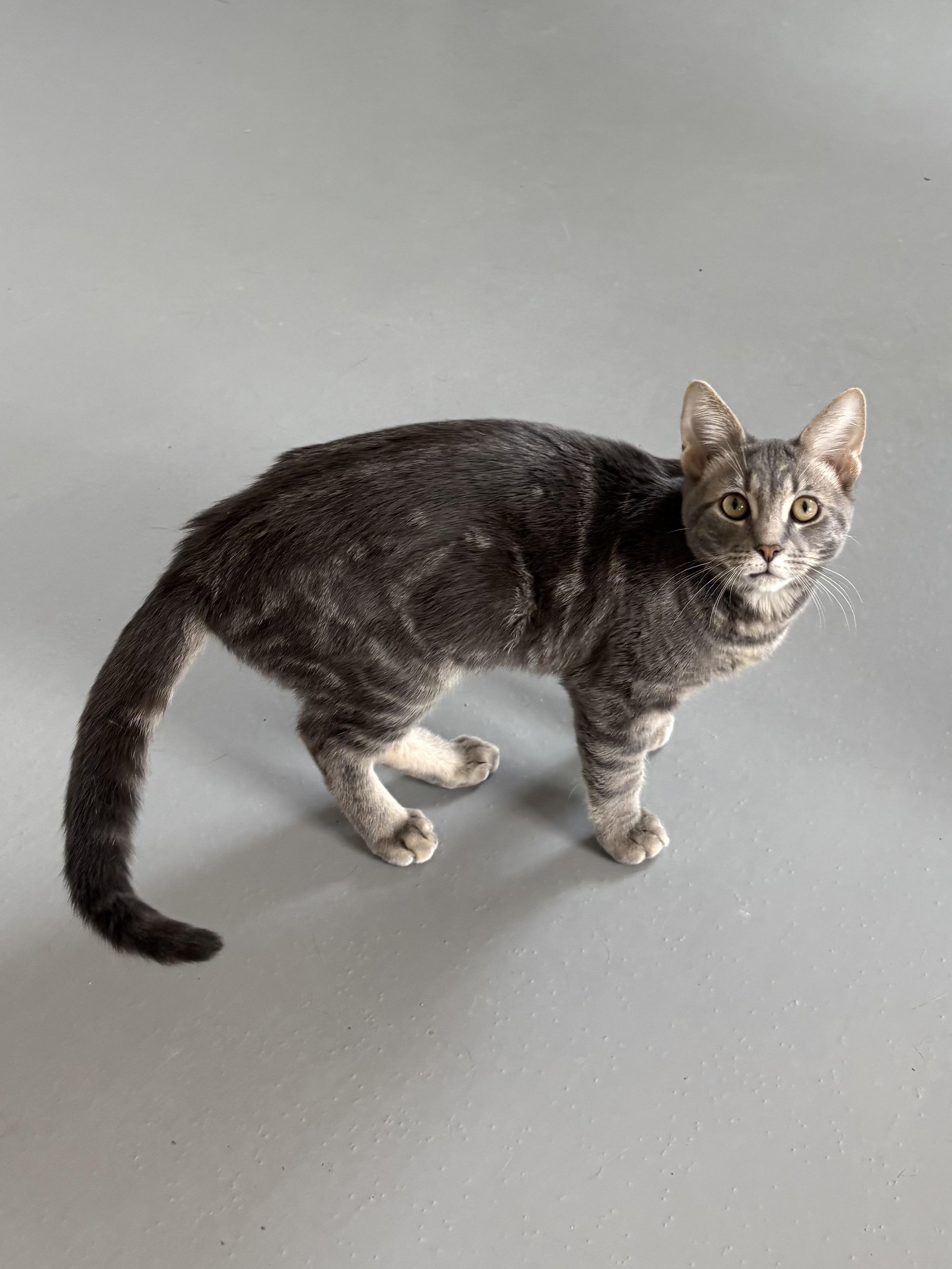 Enlarge Oaki , a ADOPTABLE American Shorthair in Big Rapids, MI image 3/4